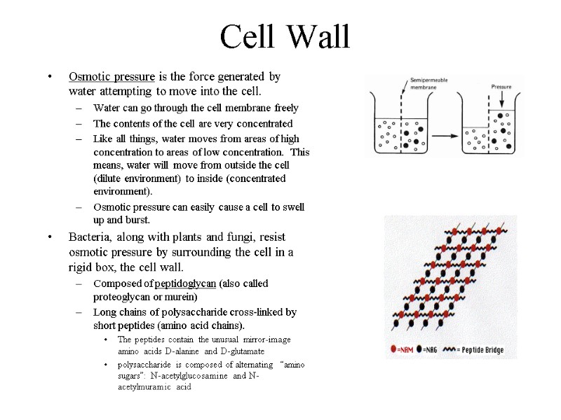 Cell Wall Osmotic pressure is the force generated by water attempting to move into